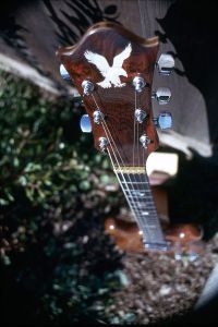lacewood-topview